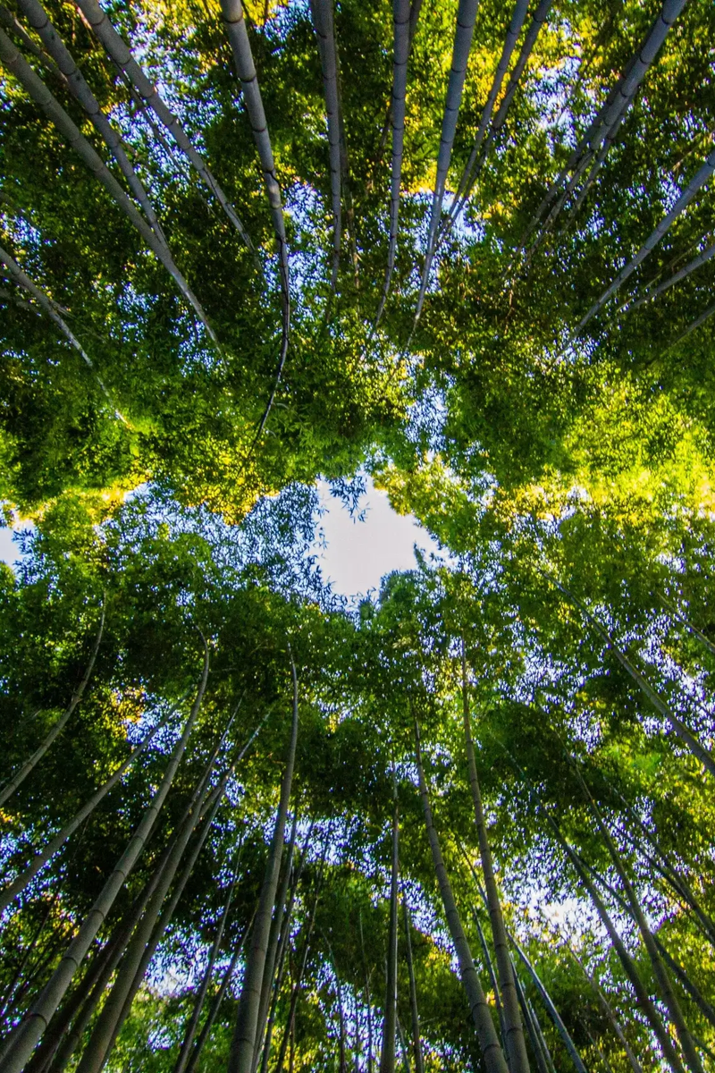 bambou écologique composition culotte règles